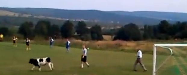 vache-euro12-pologne