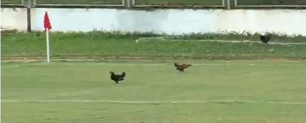 chicken-invasion