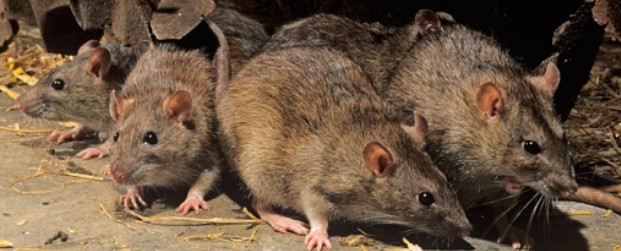 rats-toto
